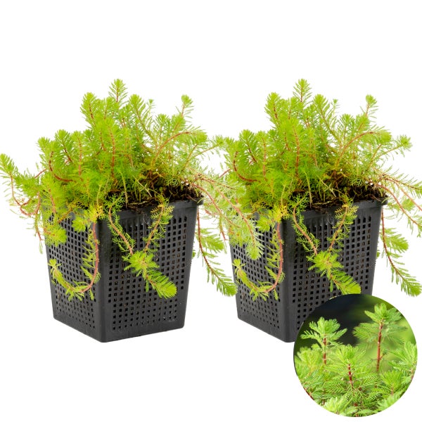 2x Myriophyllum 'Red Stem' – Federkraut – Sauerstoffpflanze – Zone 2 bis 5 – ⌀11 cm - ↕15-25 cm