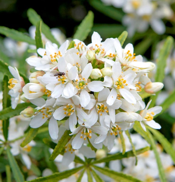 Nahaufnahme einer Gruppe von Maiblumenstrauchblüten mit einer Fliege