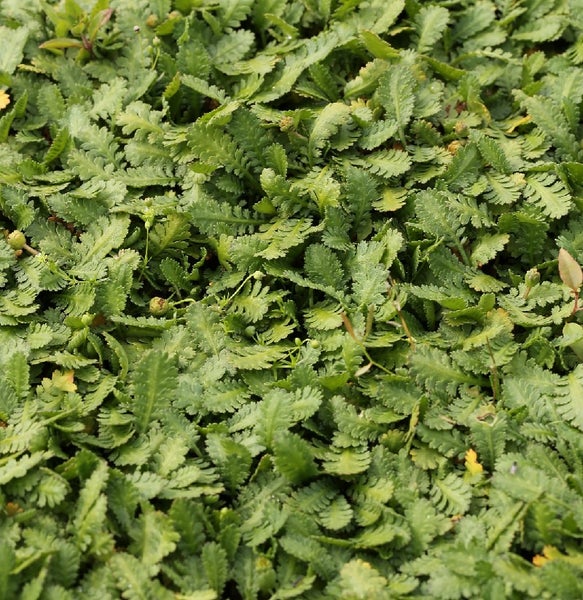 Detailaufnahme von Lebermoos als Bodendecker