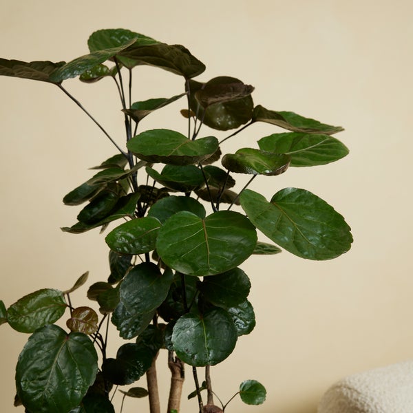 Bloomique - Polyscias Fabian - Aralie - Zimmerpflanzen - Pflegeleicht - Luftreinigend - Höhe 80-100 cm - Topf 21 cm