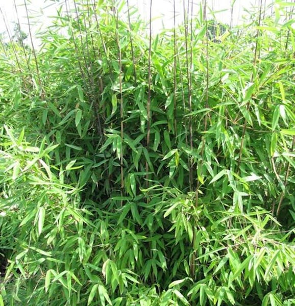 Dichter Bambus mit grünen Blättern und braunen Stielen.