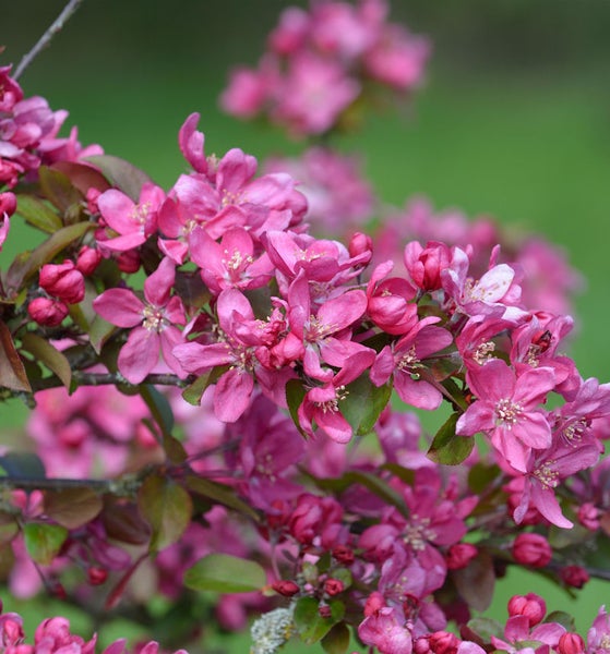Blühender Zierapfelbaum mit rosafarbenen Blüten