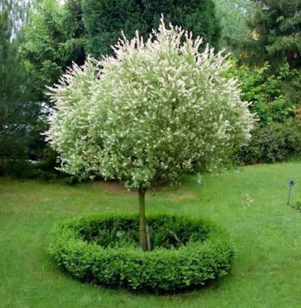 Dekorativer Kugelbaum im Garten mit rundem Buschbeet