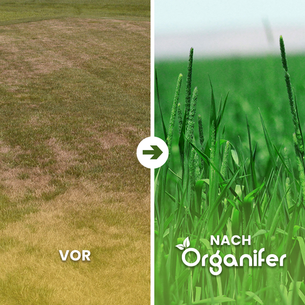 Vorher-Nachher-Vergleich eines Rasens nach der Behandlung mit Rasendünger