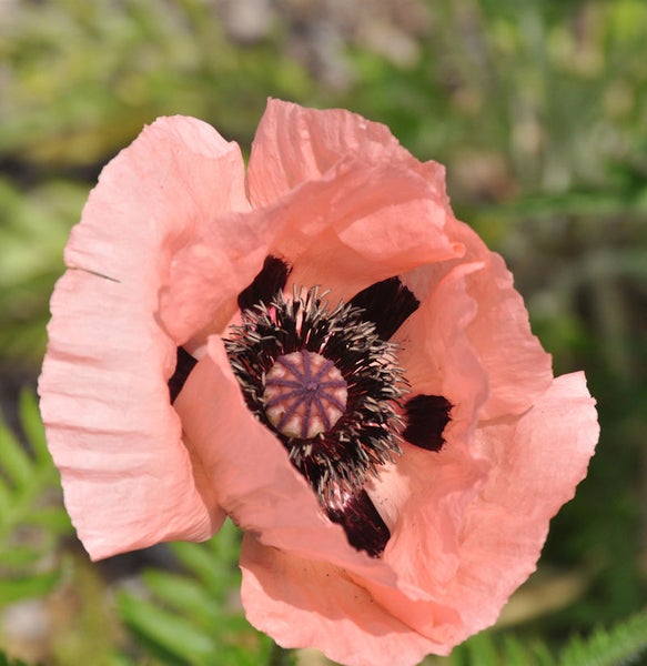 Nahaufnahme einer einzelnen rosafarbenen Mohnblume