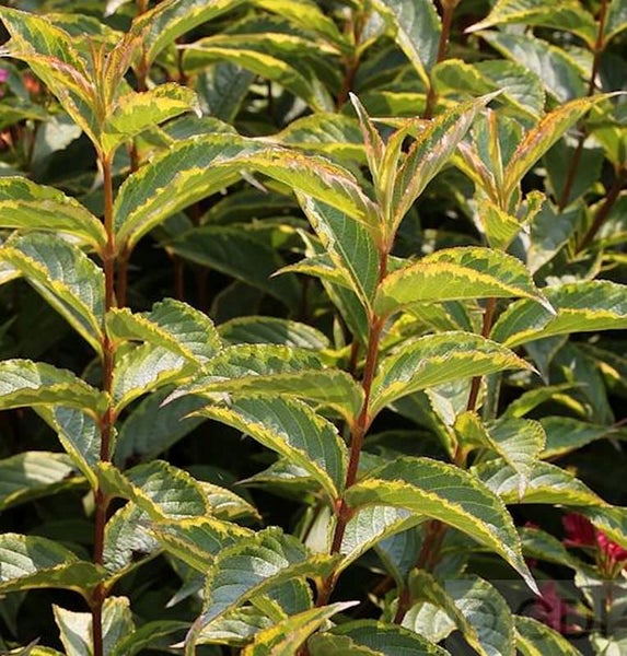 Deutzie mit Blättern