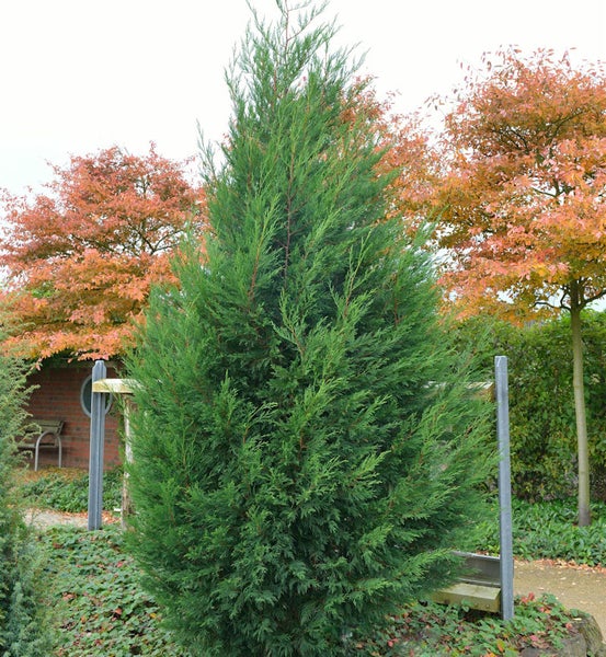 Zypresse im Garten