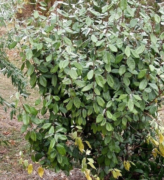 Im Bild ist ein Ölweidenbaum mit grünen Blättern zu sehen.