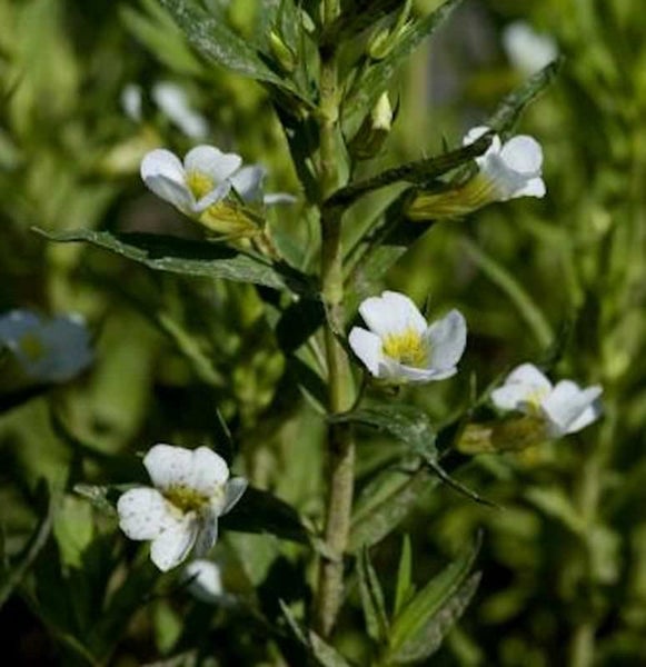 Aufnahme einer Mazus reptans Pflanze mit weißen Blüten und grünen Blättern.