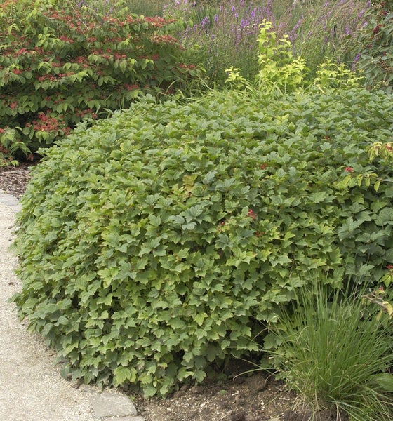 Blick auf eine Viburnum opulus Nanum Pflanze im Garten.