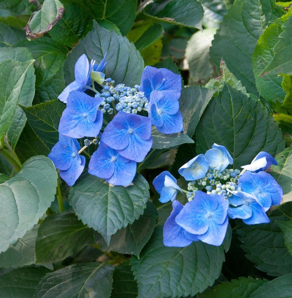 Nahaufnahme einer blauen Hortensienblüte mit grünen Blättern
