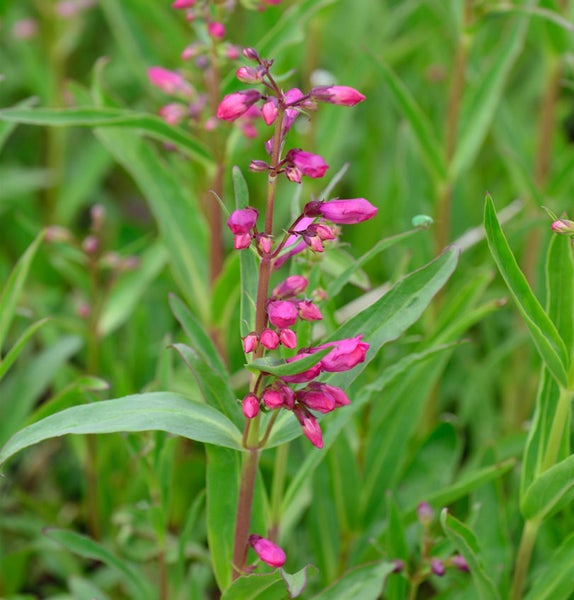 Aufnahme einer Bartfaden-Pflanze mit rosa Blüten