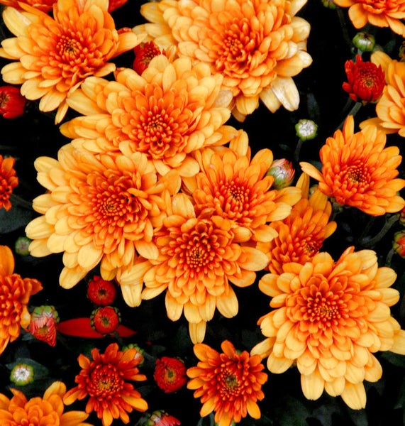 Nahaufnahme von orangefarbenen Chrysanthemenblüten