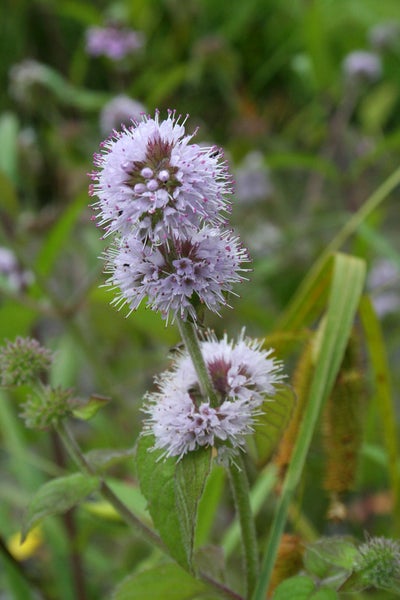Mentha aquatica pro 3 Stück| Wasserminze - Teichpflanze im Anzuchttopf ⌀9 cm - ↕10-20 cm