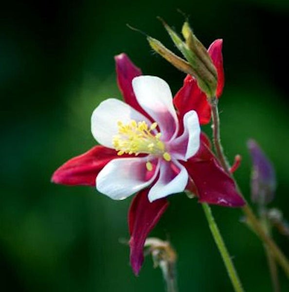 Nahaufnahme einer Akelei-Blume