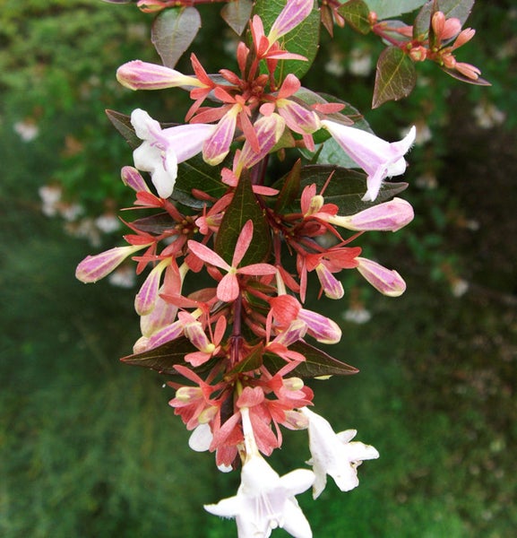 Blüten einer Abelie im Detail