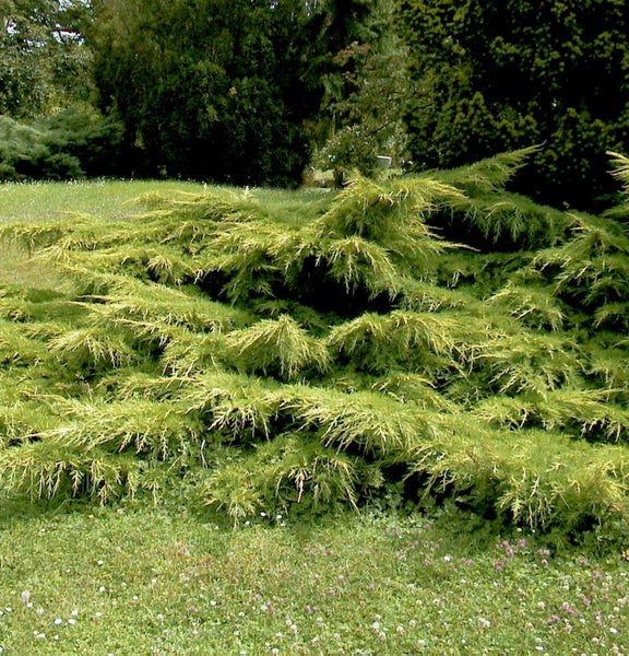 Kriechender Wacholder im Garten