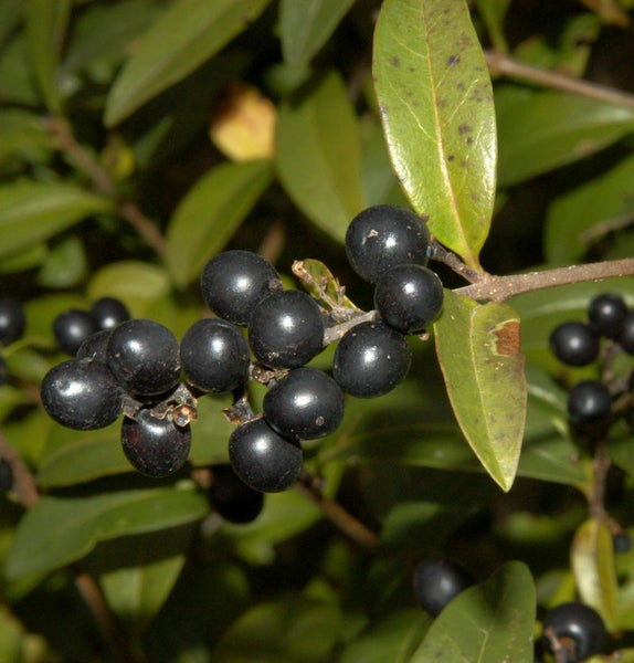 Stechpalme mit schwarzen Beeren und grünen Blättern.
