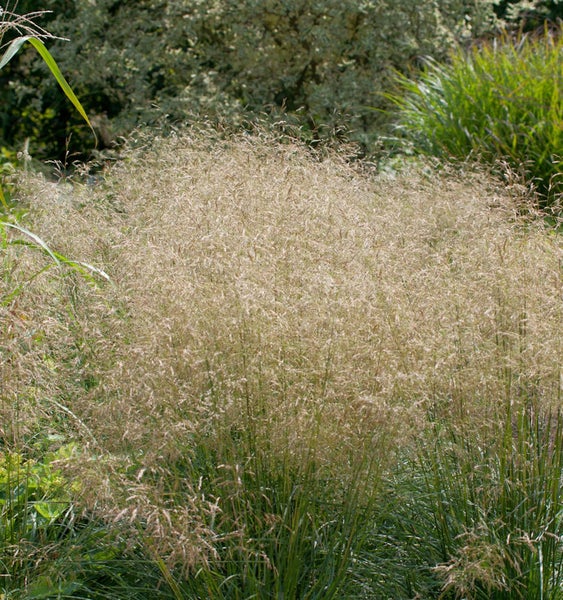 Dekoratives Pfeifengras im Garten.