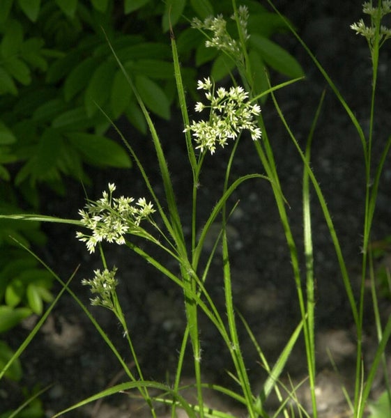 Nahaufnahme von blühendem Rispengras