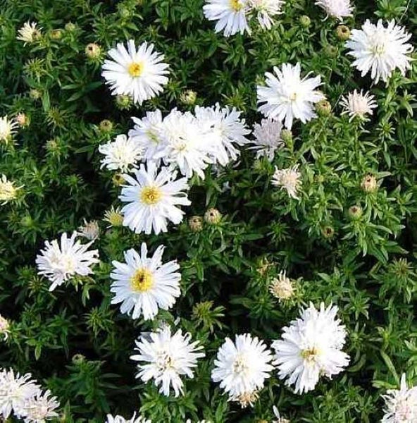 Nahaufnahme von weißen Kissenastern im Garten.