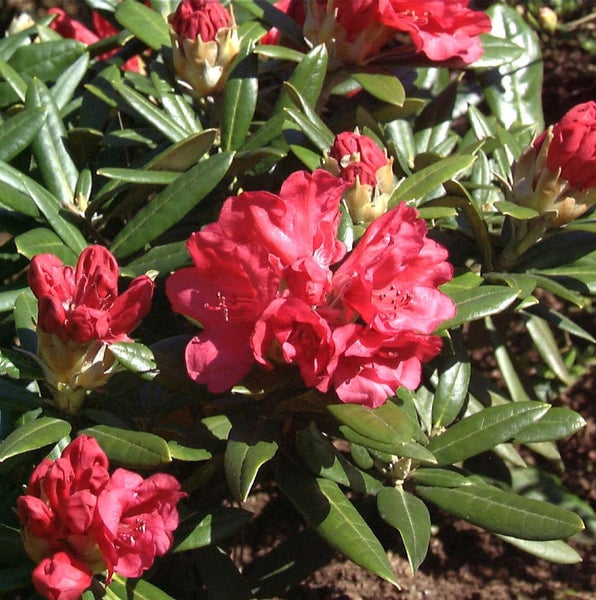Nahaufnahme einer blühenden roten Rhododendronpflanze mit grünen Blättern