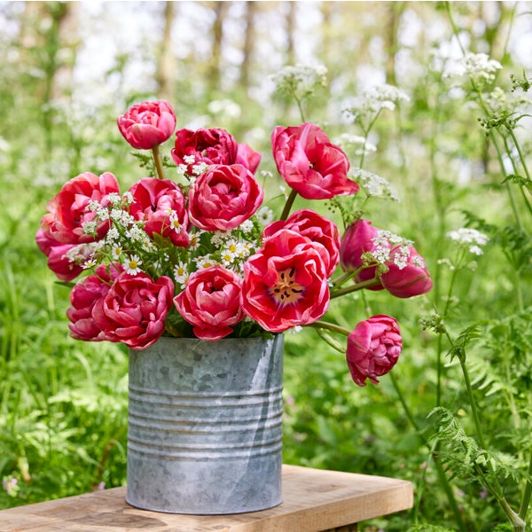 Bloomique - Mischung aus 20 - Tulipa Double Pink - Tulpenzwiebeln - gefüllte Blume - Blumenzwiebeln - Frühlingsblüte - mehrjährige Pflanzen - wird 30-35 cm groß