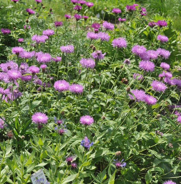 Nahaufnahme von Wiesenflockenblumen im Gartenbeet