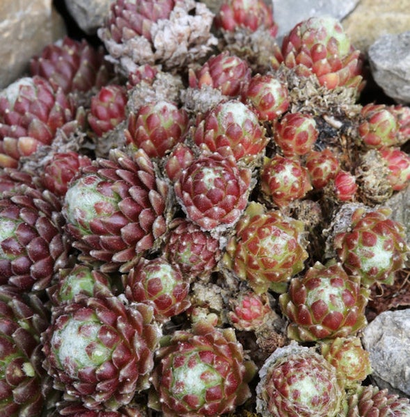 Nahaufnahme von Dachwurz Pflanzen.