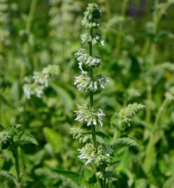 Nahaufnahme einer Salbei Pflanze mit weißen Blüten