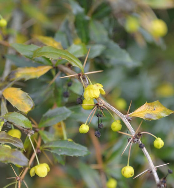 Blühender Berberitzenzweig mit Dornen und Blättern