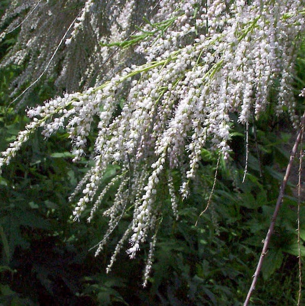 Blütenstände einer Tamariske im Detail