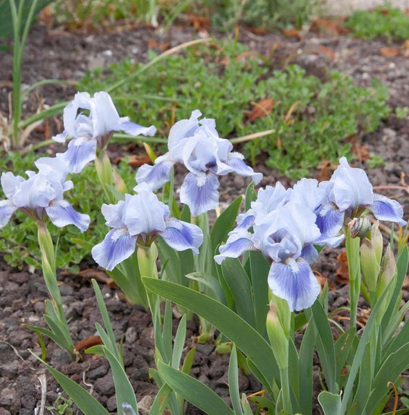 Gruppe blühender Zwerg-Iris im Gartenbeet