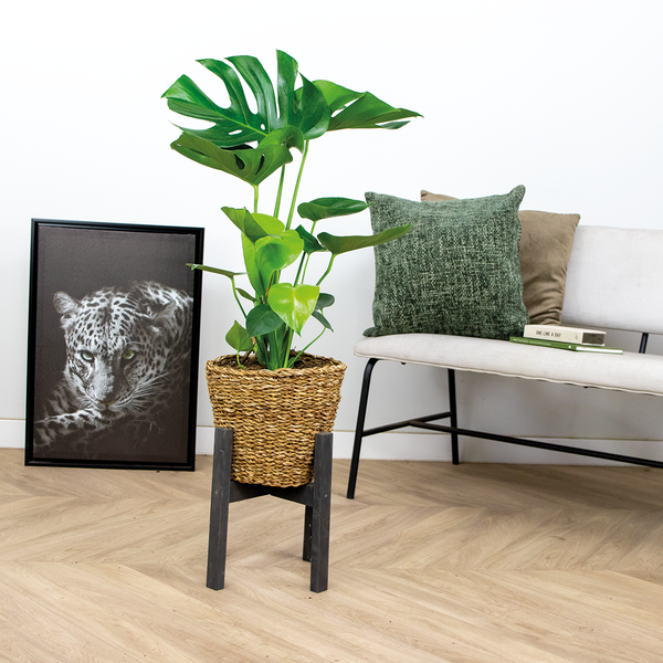 Bloomique - Monstera Deliciosa - Fensterblatt - Zimmerpflanzen - Pflegeleicht - Luftreinigend - Höhe 70-80 cm - Mit Rattan Korb 21 cm