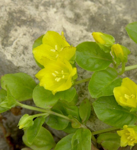 Gelbe Lysimachia mit grünen Blättern