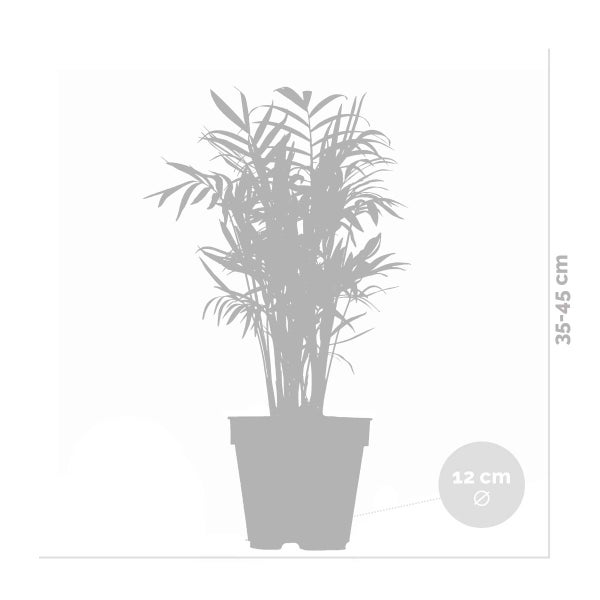 Bloomique - Chamaedorea Elegans - Bergpalme - Zimmerpflanzen - Pflegeleicht - Haustierfreundlich - Höhe 30-40 cm - Topf 12 cm
