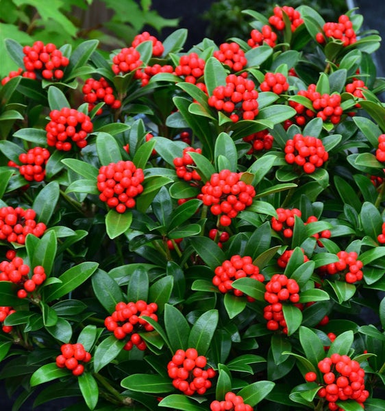 Ardisia mit roten Beeren und grünen Blättern