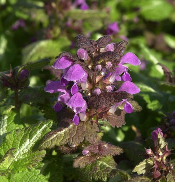 Purpurrote Taubnessel Pflanze im Nahbereich
