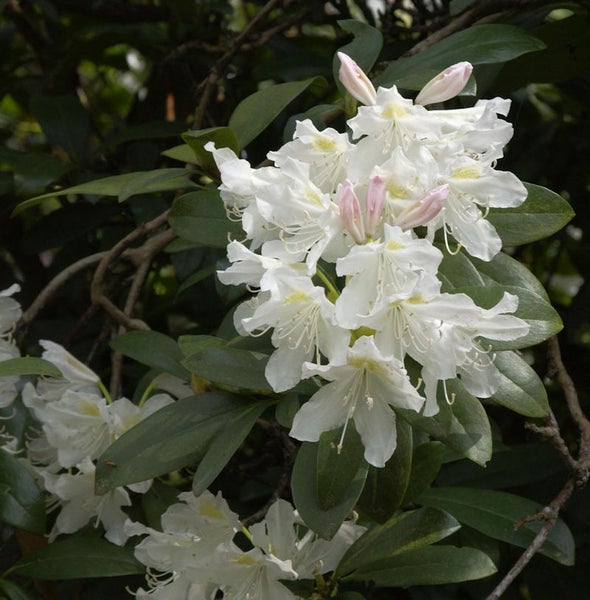 Nahaufnahme einer Rhododendronblüte mit weißen Blütenblättern und grünen Blättern