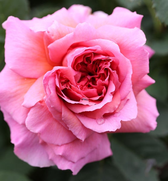 Nahaufnahme einer einzelnen rosa Rose