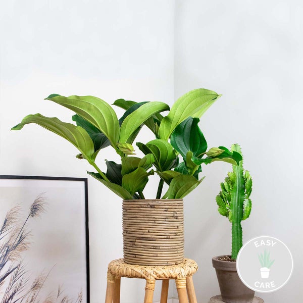 Medinilla magnifica - Medinilla - Zimmerpflanze - Pflegeleichte Pflanze für Innenräume - ⌀17 cm - 50-60 cm