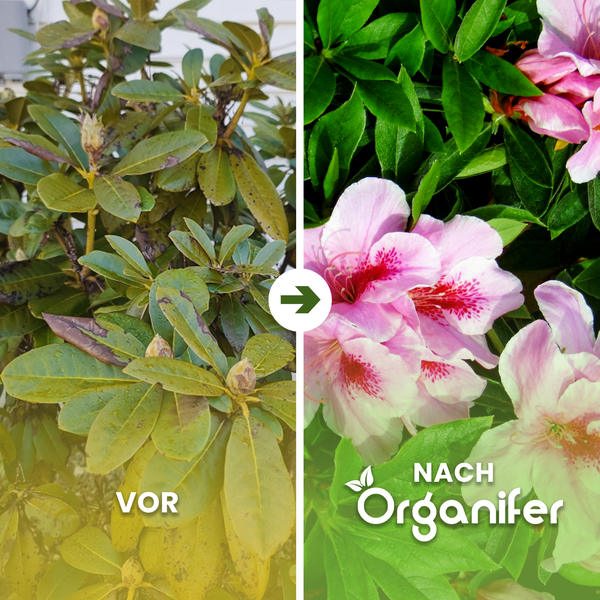 Vorher-Nachher-Vergleich einer Rhododendronpflanze mit Organifer-Behandlung