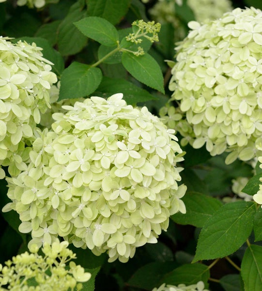 Nahaufnahme von Hortensienblüten mit Blättern