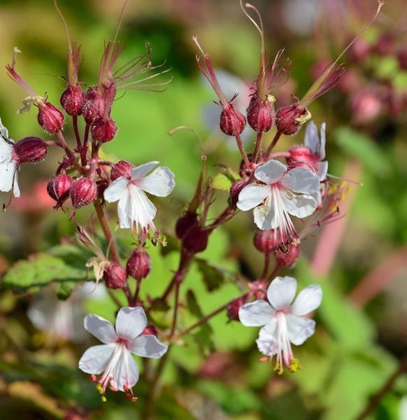 Nahaufnahme von Blutroter Storchschnabel Blüten