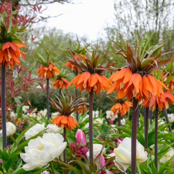 Bloomique - 2er-Set - Fritillaria Orange Beauty - Imperial Crown - Orange - Blumenzwiebeln - Frühlingsblüher - Mehrjährige Pflanzen - Wird bis zu 100-125 cm groß