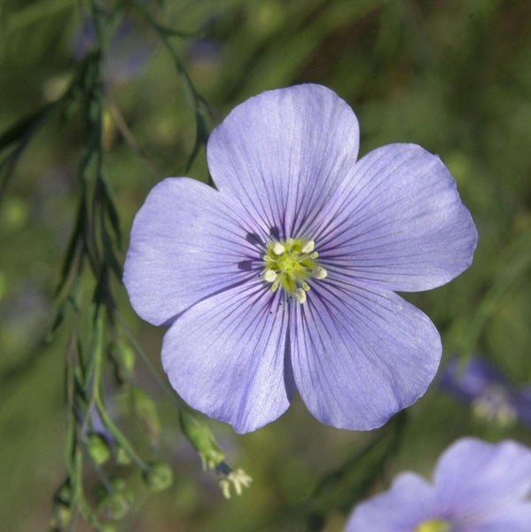 Nahaufnahme einer blauen Leinenblume mit fünf Blütenblättern