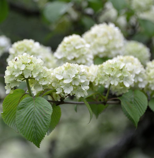 Blütenstand des Schneeballs mit Blättern