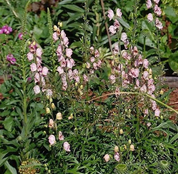 Garten mit rosa Eisenhut Blumen
