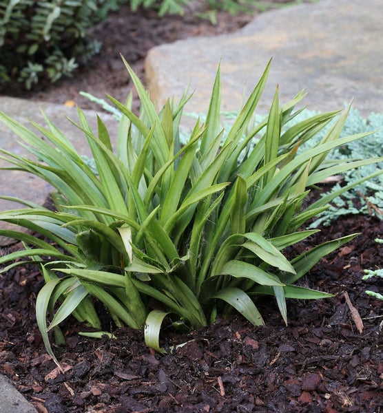 Grüner Zwergbart in Gartenerde