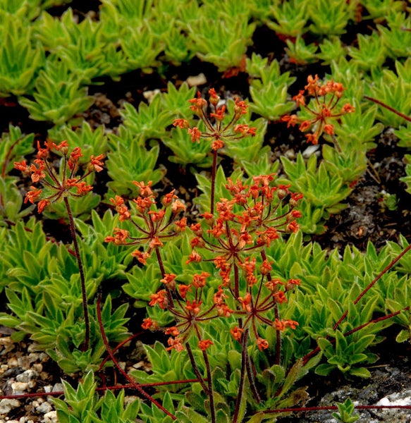 Nahaufnahme von Felsenblümchen mit orangefarbenen Blüten und grünen Blättern